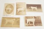 Régi fotók kutyusokról 5db